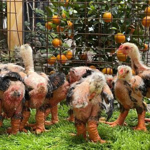 Alternative view of Gà Đông Tảo 1 Tháng Tuổi