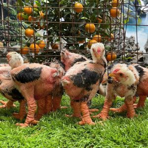 Gà Đông Tảo 40 Ngày Tuổi