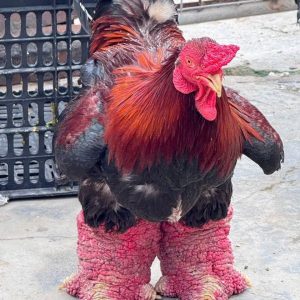 Gà đông tảo biếu 10 triệu