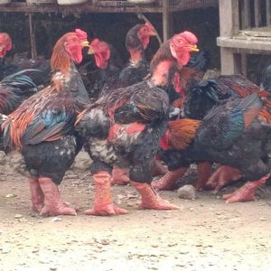 Gà Đông Tảo Thịt